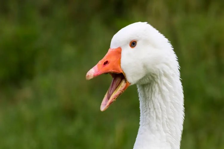 Az utolsó mártonnapi libasült az „Ilonában“